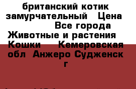 британский котик замурчательный › Цена ­ 12 000 - Все города Животные и растения » Кошки   . Кемеровская обл.,Анжеро-Судженск г.